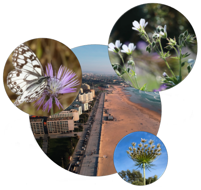 Estrat&eacute;giabiodiversidade